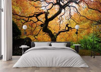 autumn japanese maple Wall mural