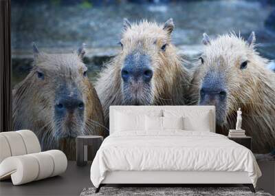 capybara onsen Wall mural