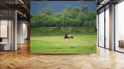 wild deer Wall mural