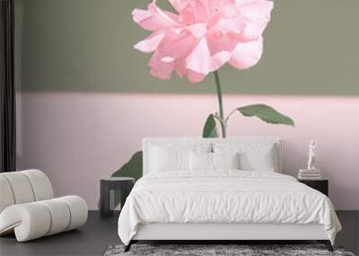 Pink roses minimal wallpaper. Bloom flowers spring summer concept Wall mural