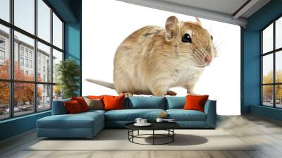 A cute, fluffy gerbil with brown and white fur sitting on a white background. Wall mural