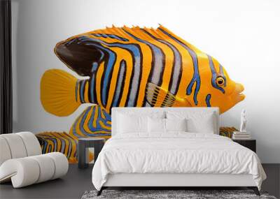 The majestic angelfish dies. captured and preserved isolated PNG transparent Wall mural