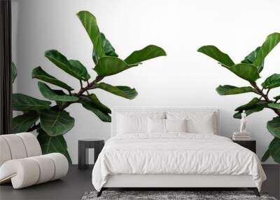 Panorama of Fiddle leaf fig tree on white background. Wall mural