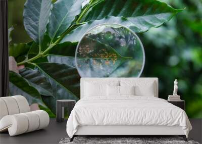 Cropped shot of modern farmer holding magnifying glass looking at coffee diseased leaves on coffee plant and examining ripe coffee beans at coffee plantation. Wall mural