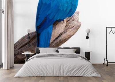 blue and yellow macaw. parrot sitting on the branch isolated on white background with clipping path. Wall mural