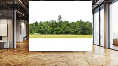   Panorama View of a High definition Treeline isolated on a white background. Wall mural