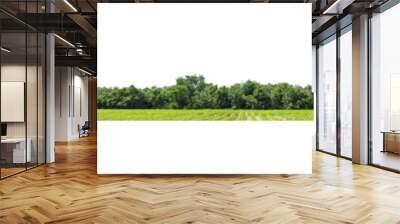   Panorama View of a High definition Treeline isolated on a white background. Wall mural