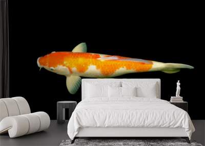 Koi fish colorful fancy a swim on isolated black background. Wall mural