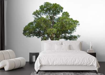 Tree on transparent picture background with clipping path, single tree with clipping path and alpha channel Wall mural