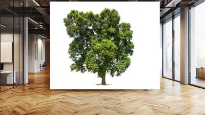 Tree on transparent picture background with clipping path, single tree with clipping path and alpha channel Wall mural