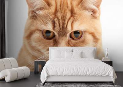 Cute ginger cat with expressive eyes lying down, isolated on white background. Perfect for pet and animal-related content., transparent background Wall mural