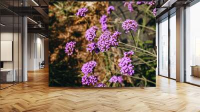 Close up shot of the lilac-colored flowers of a verbena plant in the garden. Beautiful purple flower background. Wall mural