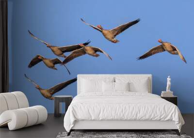 wild geese in flight Wall mural