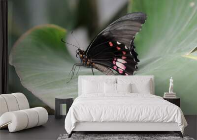 coloured butterfly  Wall mural