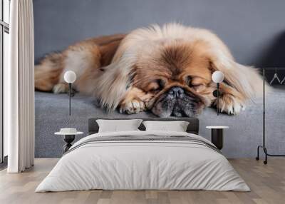 pekingese dog sleeping on sofa Wall mural