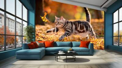 Playful American Shorthair Enjoying Autumn in the Park Wall mural