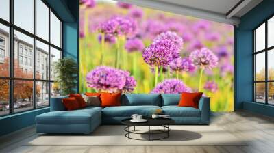 Allium purple field with lens flare and full frame  for wallpaper and post card. Wall mural