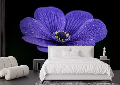 A close-up of an elegant blue wildflower with dew drops on its petals, set against a black background. Wall mural