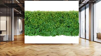 green leafed bushes or shrubbery bush tree trimming square shape. fences and decorating the garden.  Wall mural