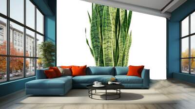 Sansevieria plant in a pot. Dracaena trifasciata snake plants (Sansevieria trifasciata).  Wall mural