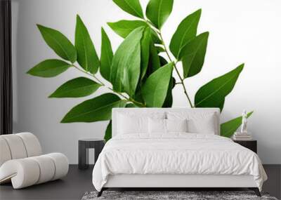 Curry leaves on transparent background Wall mural