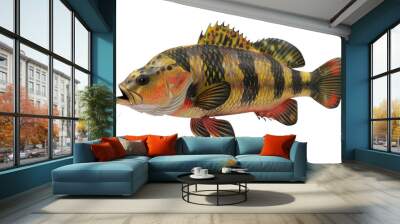 Peacock bass fish isolated on white background Wall mural