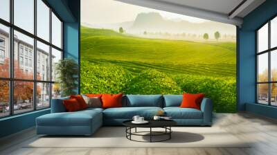 Green tea garden hill Wall mural