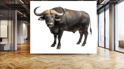 buffalo isolated on transparent background	 Wall mural