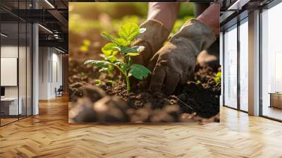 hands of gardener planting a young plant Wall mural