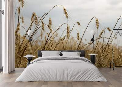 Spikelets of wheat in the sunlight. Yellow field Wall mural