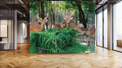 A group of Barasinghas or Swamp deers are needed with grass in the park Wall mural