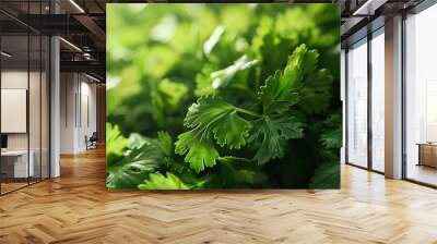 Lush green parsley leaves in close-up, vibrant and full of texture for a fresh background. Wall mural