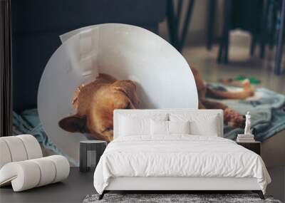 Leg Injured Dog Resting with Medical Cone on Blanket After Surgery. Dog's leg wrapped in gauze Dog lying sick with wounds, pustules at animal hospital. Wall mural