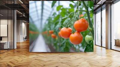 A cluster of ripe red tomatoes hanging from a vine in a greenhouse, highlighting the abundance and healthiness of the produce Wall mural