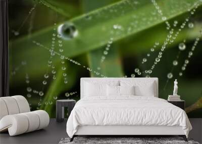 Dew on grass blades Wall mural