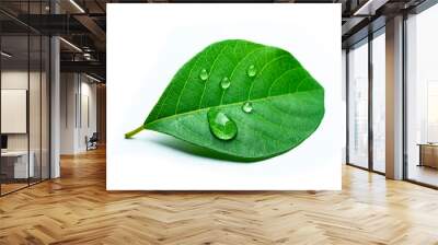 green leaf with drops of water on white background Wall mural