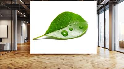 green leaf with water drops isolated on white background Wall mural