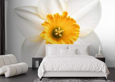 Beautiful white daffodil flower with a vibrant yellow center, representing spring and natural beauty in floral compositions. Wall mural