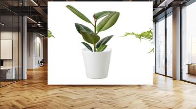 Set of small green plant,  house fern, ficus rubber Indian and arrowhead plant  in white ceramic pots isolated clipping path on white background. Wall mural