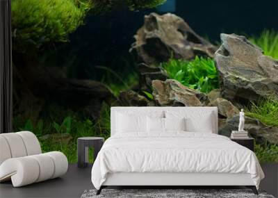 Aquarium plants decoration, aquatic fern and aquarium plant growth in aquarium tank. Wall mural