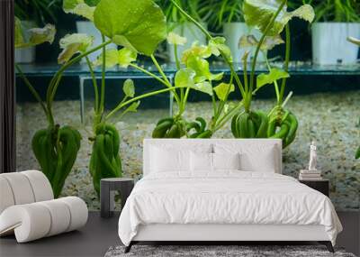 Aquarium tank with a variety of aquatic plants Wall mural