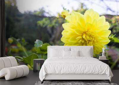 yellow flower Wall mural