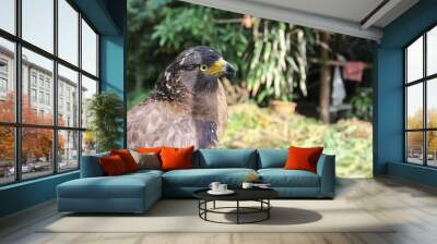 Falcon Peregrine or golden eagle, Closeup Wall mural