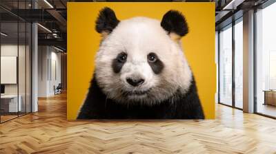 portrait of panda on yellow background Wall mural