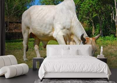 The cow is eating grass. Wall mural