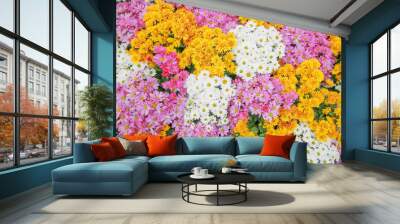 colorful chrysanthemums daisy flower background pattern bloom. Wall mural