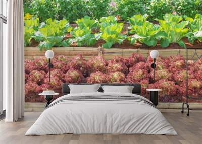 Natural farming, the plot of field all around with salad vegetable growing ready to harvest,red coral vegetable plot with lettuce Wall mural