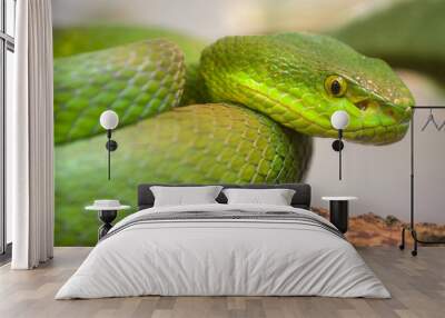 Single colorful scrunch green young snake Wall mural