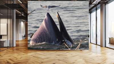 Bryde's whale feeding on a sea in the gulf of Thailand.	 Wall mural