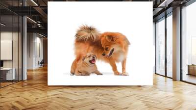 Pet portrait of brown Long-haired Chihuahua bitch dog with Little Chihuahua and Pomeranian crossbreed puppy on white background Wall mural